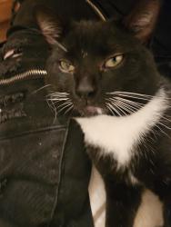 Found/Stray Male Cat last seen The Reserve at Fort Mitchell, Fort Mitchell, KY 41017