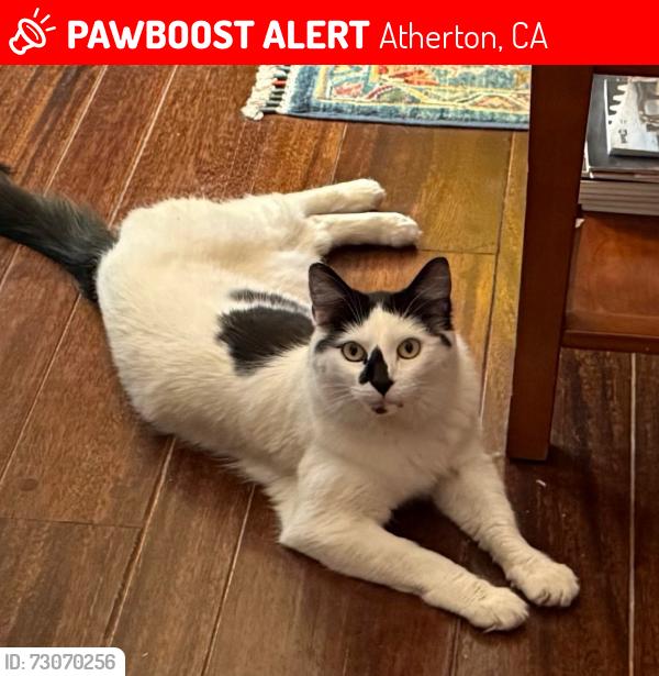 Lost Female Cat last seen Walsh road and Valley Road, Atherton, CA 94027