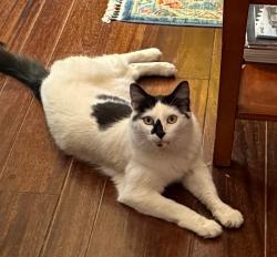 Lost Female Cat last seen Walsh road and Valley Road, Atherton, CA 94027