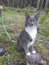 Lost Male Cat last seen Hackensack Ave., Warrensburg, NY 12885