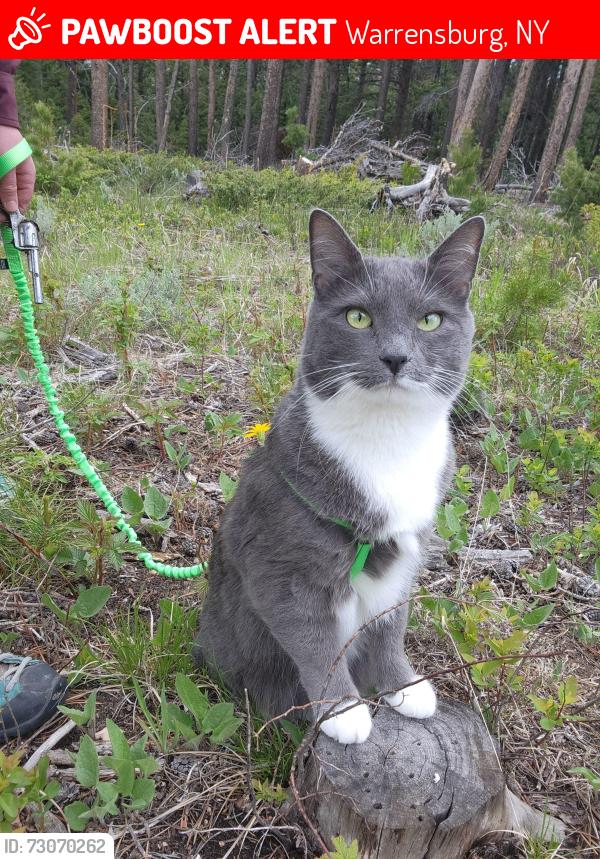 Lost Male Cat last seen Hackensack Ave., Warrensburg, NY 12885