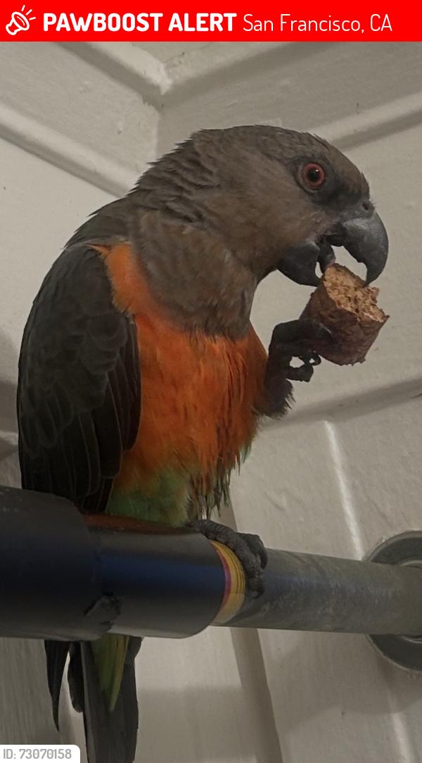 Lost Male Bird last seen Tenderloin near civic center. , San Francisco, CA 94102