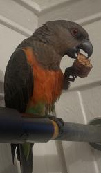 Lost Male Bird last seen Tenderloin near civic center. , San Francisco, CA 94102