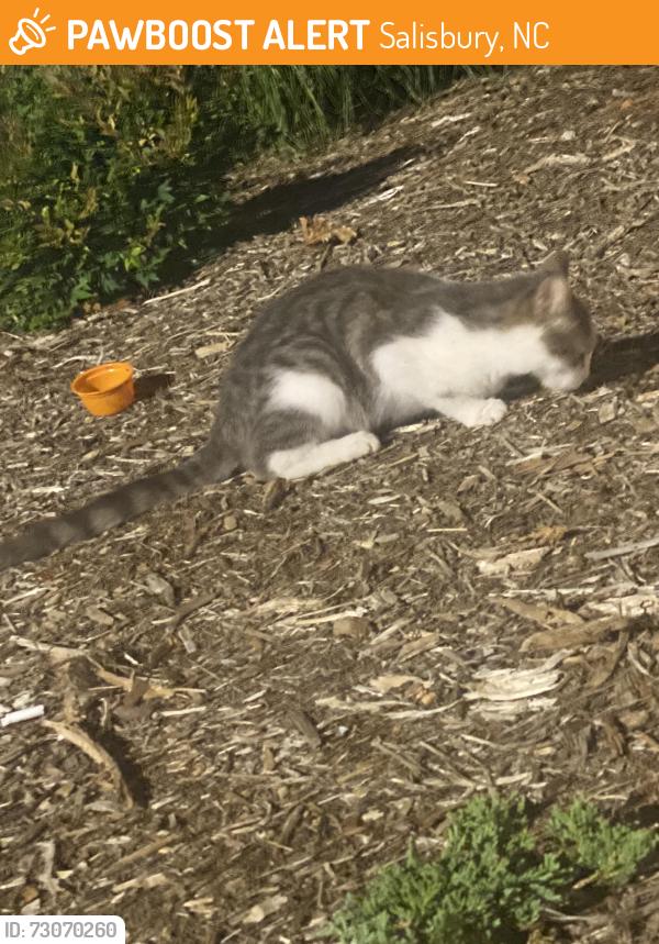Found/Stray Male Cat last seen Five below, dicks sporting goods, hobby lobby, Salisbury, NC 28146