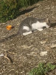 Found/Stray Male Cat last seen Five below, dicks sporting goods, hobby lobby, Salisbury, NC 28146