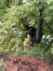 Lost Male Cat last seen Near Batavia dr Centreville , Centreville, VA 20120