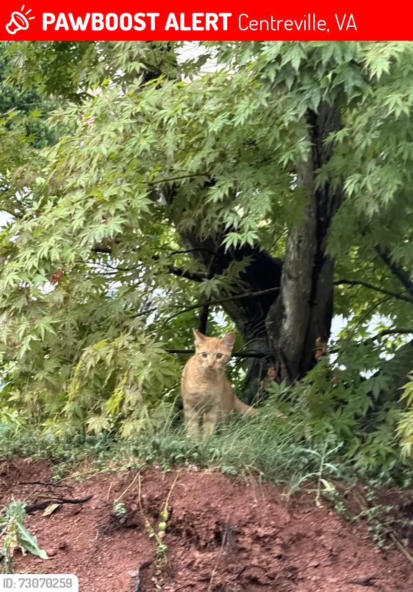 Lost Male Cat last seen Near Batavia dr Centreville , Centreville, VA 20120