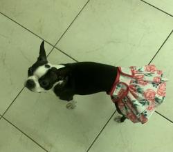 Reunited Female Dog last seen 117th avenue 21 street , Pembroke Pines, FL 33025