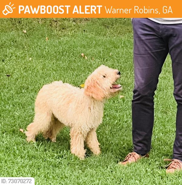 Found/Stray Male Dog last seen Watson, Warner Robins, GA 31088