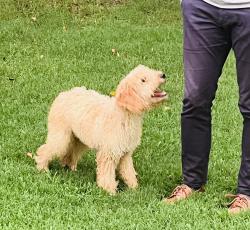 Found/Stray Male Dog last seen Watson, Warner Robins, GA 31088