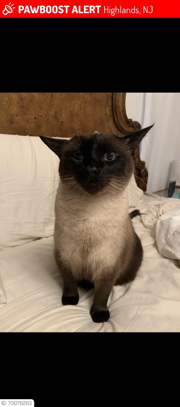 Lost Male Cat last seen Atlantic street, marina drive, waterwitch ave, Highlands, NJ 07732