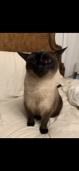 Lost Male Cat last seen Atlantic street, marina drive, waterwitch ave, Highlands, NJ 07732