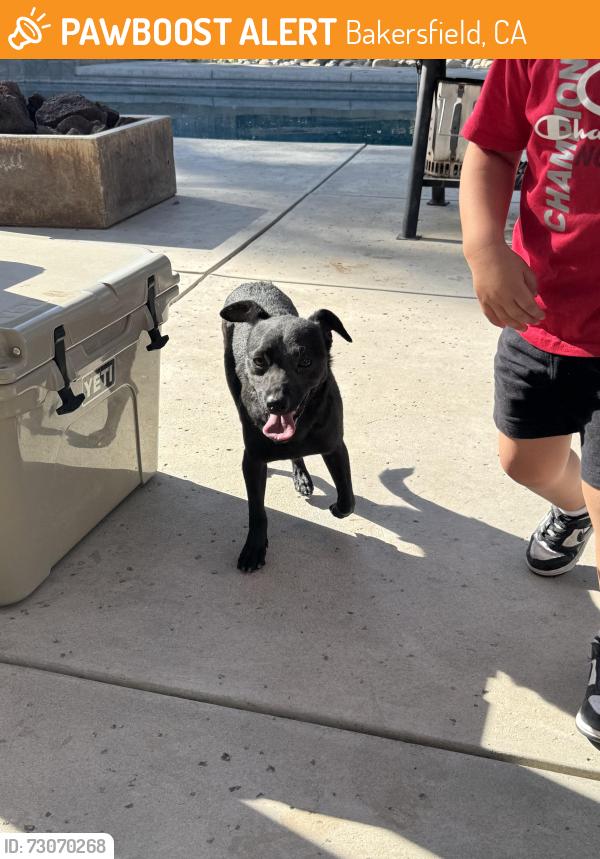 Found/Stray Male Dog last seen Snow Norris, Bakersfield, CA 93312