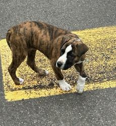 Found/Stray Unknown Dog last seen 328th, Federal Way, WA 98003