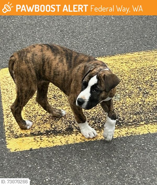 Found/Stray Unknown Dog last seen 328th, Federal Way, WA 98003