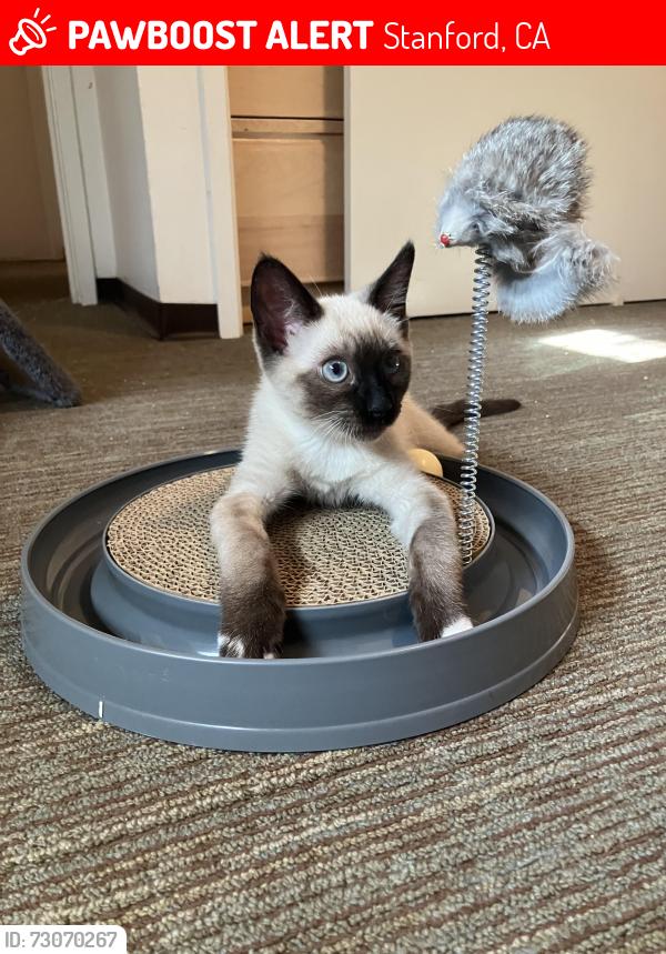 Lost Male Cat last seen Thoburn Ct. And Serra Dr. in stanford family graduate housing Escondido village Nextdoor to EVGR building, Stanford, CA 94305