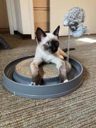 Lost Male Cat last seen Thoburn Ct. And Serra Dr. in stanford family graduate housing Escondido village Nextdoor to EVGR building, Stanford, CA 94305