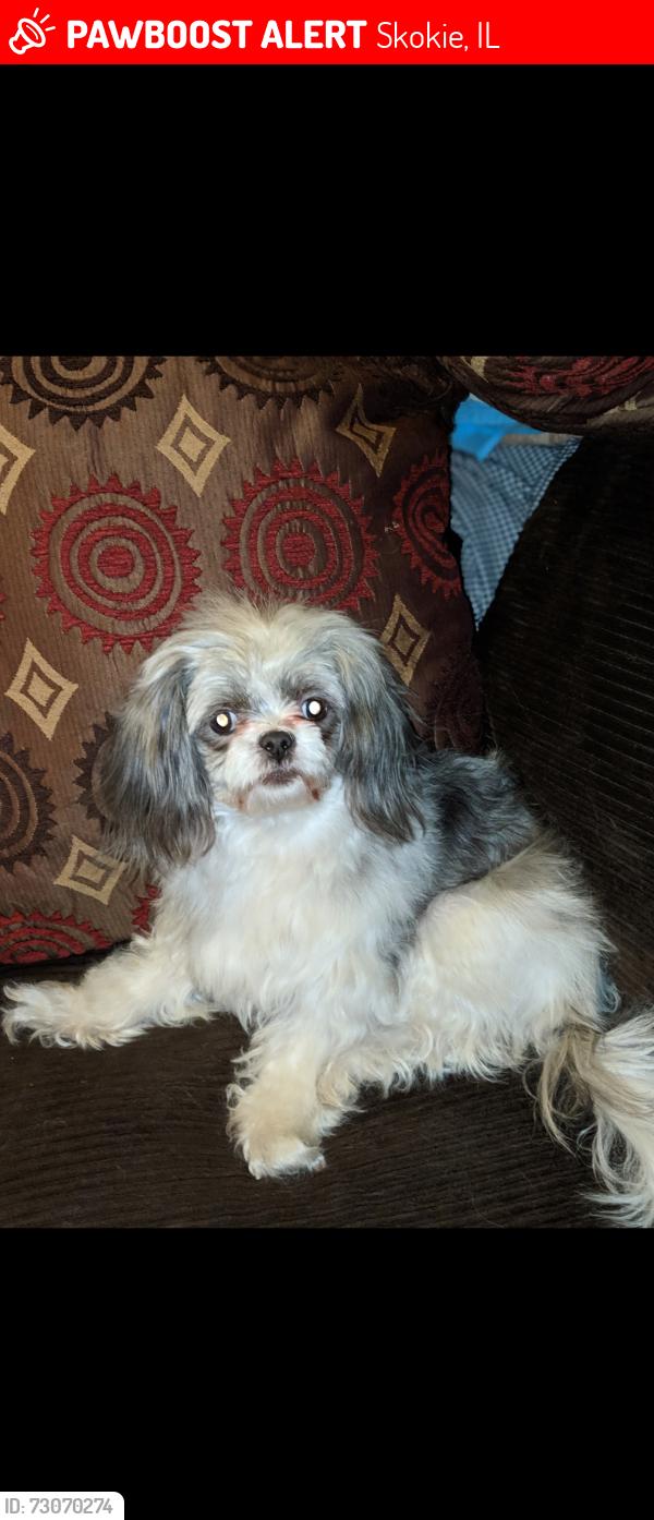 Lost Female Dog last seen Madison st and Keating, Skokie, IL 60076