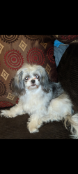 Lost Female Dog last seen Madison st and Keating, Skokie, IL 60076