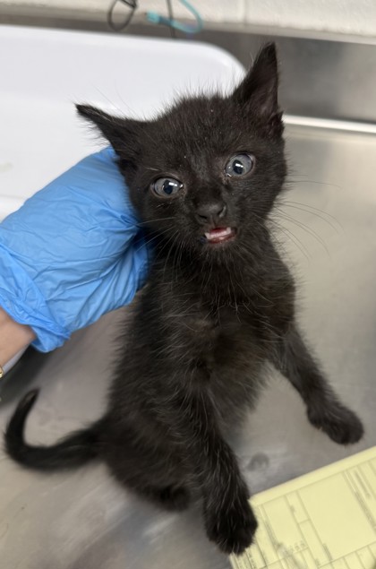 Shelter Stray Male Cat last seen Near 37th Ave and International Blvd., Oakland, CA, 1101 29th Ave, Oakland, CA 94601, USA