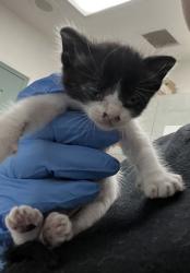 Shelter Stray Male Cat last seen 90th Ave and Walnut Street, Oakland, CA, 1101 29th Ave, Oakland, CA 94601, USA