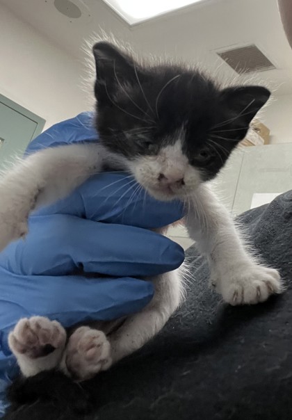Shelter Stray Male Cat last seen 90th Ave and Walnut Street, Oakland, CA, 1101 29th Ave, Oakland, CA 94601, USA