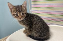 Shelter Stray Male Cat last seen Oswald St, 43605, OH, 827 Illinois Ave, Maumee, OH 43537, USA