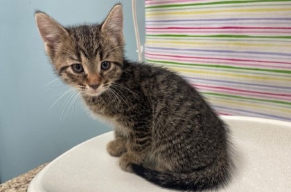 Shelter Stray Male Cat last seen Oswald St, 43605, OH, 827 Illinois Ave, Maumee, OH 43537, USA