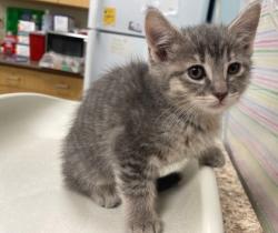 Shelter Stray Female Cat last seen Oswald St, 43605, OH, 827 Illinois Ave, Maumee, OH 43537, USA