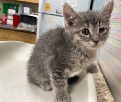 Shelter Stray Female Cat last seen Oswald St, 43605, OH, 827 Illinois Ave, Maumee, OH 43537, USA