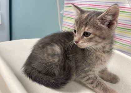 Shelter Stray Female Cat last seen Oswald St, 43605, OH, 827 Illinois Ave, Maumee, OH 43537, USA