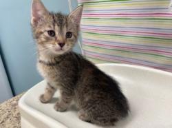 Shelter Stray Female Cat last seen Oswald St, 43605, OH, 827 Illinois Ave, Maumee, OH 43537, USA