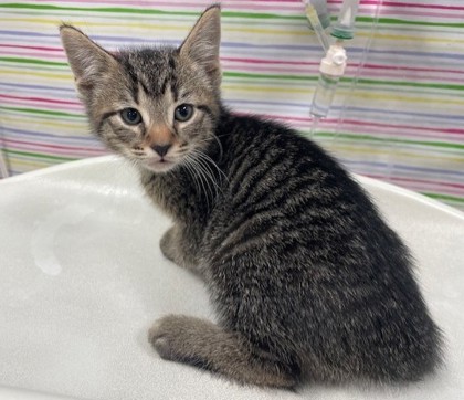 Shelter Stray Male Cat last seen Oswald St, 43605, OH, 827 Illinois Ave, Maumee, OH 43537, USA