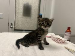 Shelter Stray Female Cat last seen E 111th St Kansas City, MO, 64131, MO, 7077 Elmwood Ave, Kansas City, MO 64132, USA
