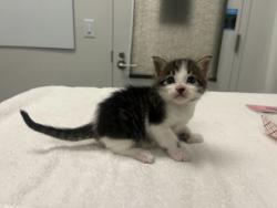 Shelter Stray Male Cat last seen E 111th St Kansas City, MO, 64131, MO, 7077 Elmwood Ave, Kansas City, MO 64132, USA