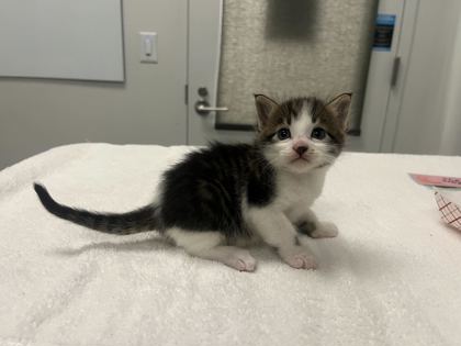 Shelter Stray Male Cat last seen E 111th St Kansas City, MO, 64131, MO, 7077 Elmwood Ave, Kansas City, MO 64132, USA