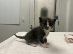 Shelter Stray Male Cat last seen E 111th St Kansas City, MO, 64131, MO, 7077 Elmwood Ave, Kansas City, MO 64132, USA
