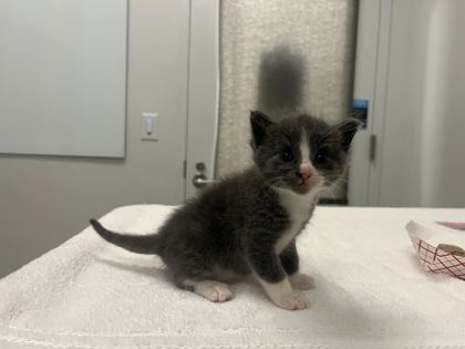 Shelter Stray Male Cat last seen E 111th St Kansas City, MO, 64131, MO, 7077 Elmwood Ave, Kansas City, MO 64132, USA