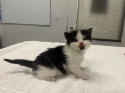 Shelter Stray Female Cat last seen E 111th St Kansas City, MO, 64131, MO, 7077 Elmwood Ave, Kansas City, MO 64132, USA