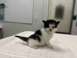 Shelter Stray Female Cat last seen E 111th St Kansas City, MO, 64131, MO, 7077 Elmwood Ave, Kansas City, MO 64132, USA