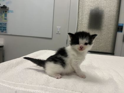Shelter Stray Female Cat last seen E 111th St Kansas City, MO, 64131, MO, 7077 Elmwood Ave, Kansas City, MO 64132, USA