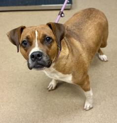 Shelter Stray Female Dog last seen Near Concepts 21 Drive Lithonia Georgia 30058, 30058, GA, 3280 Chamblee Dunwoody Rd, Chamblee, GA 30341, USA