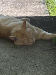 Found/Stray Unknown Cat last seen Tillotson and Petty, Muncie, IN 47304