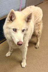 Shelter Stray Female Dog last seen Near Bouldercrest Rd Bldg H, Unit 1, 30316, GA, 3280 Chamblee Dunwoody Rd, Chamblee, GA 30341, USA