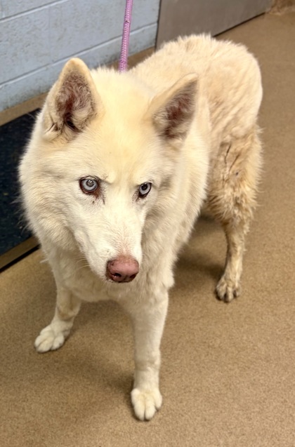 Shelter Stray Female Dog last seen Near Bouldercrest Rd Bldg H, Unit 1, 30316, GA, 3280 Chamblee Dunwoody Rd, Chamblee, GA 30341, USA