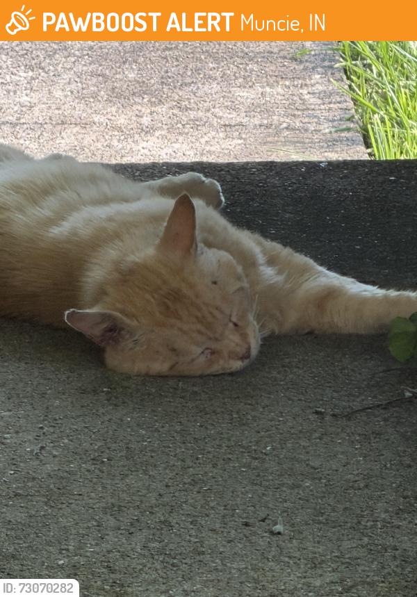 Found/Stray Unknown Cat last seen Tillotson and Petty, Muncie, IN 47304