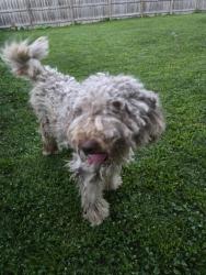 Found/Stray Unknown Dog last seen Linden Park - Briarwood and Hamilton Ave, Columbus, OH 43211