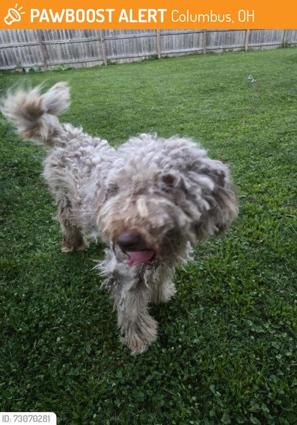 Found/Stray Unknown Dog last seen Linden Park - Briarwood and Hamilton Ave, Columbus, OH 43211
