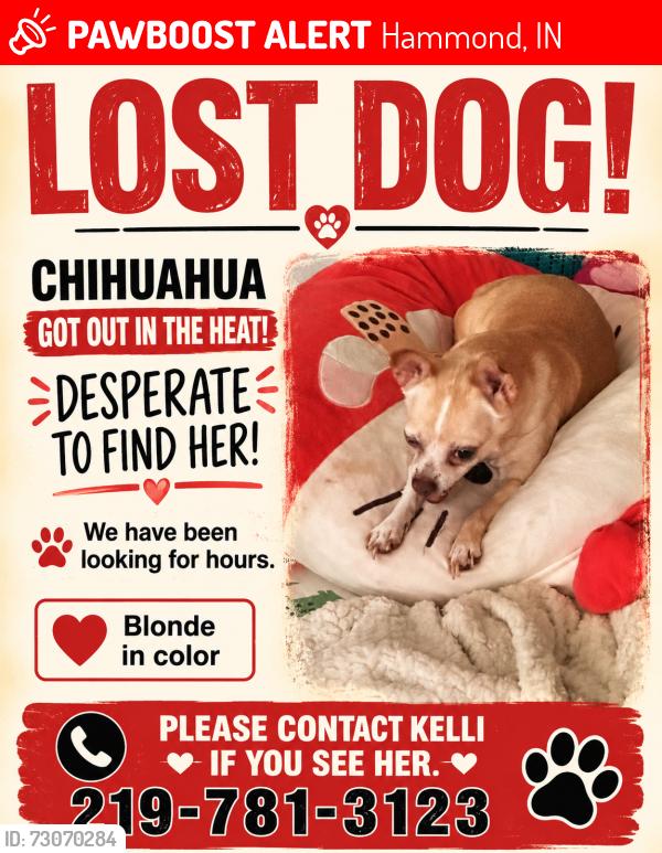 Lost Female Dog last seen Oakdale Hammond in, Hammond, IN 46323
