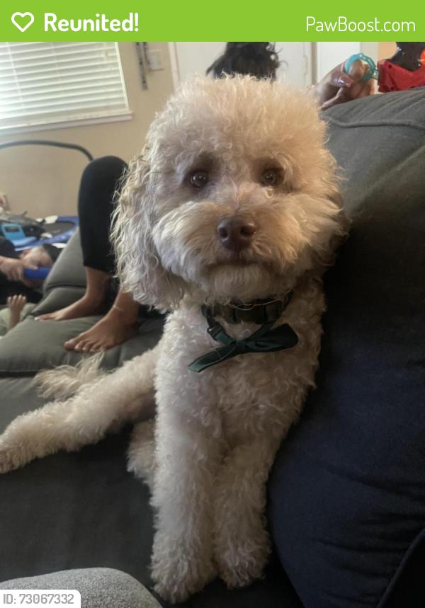 Reunited Male Dog last seen Near Sherwood ct Pittsburg ca, Pittsburg, CA 94565